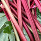 "The Perennial" Rhubarb and Vanilla Soap
