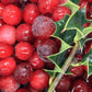 Mistletoe | 8 oz. Soy Wax Essential Oil Lux Vessel